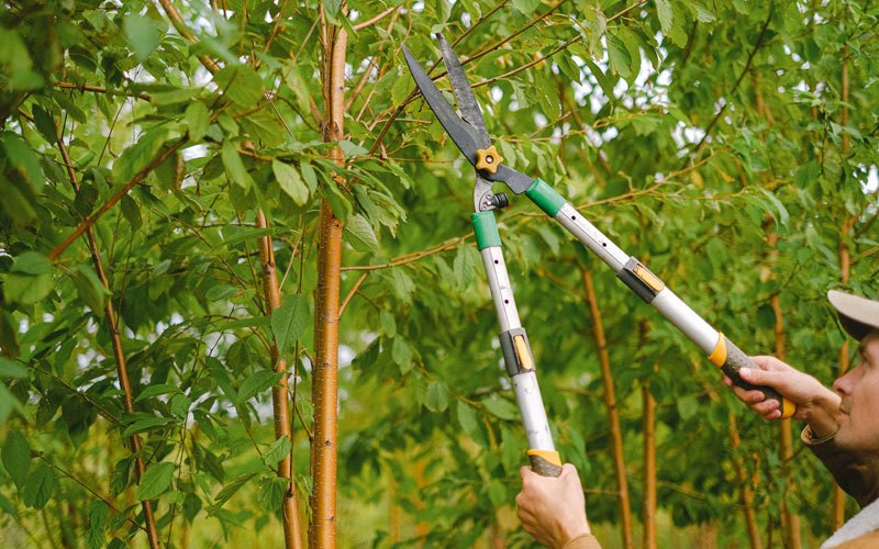 Tree trimming in Benton, IA